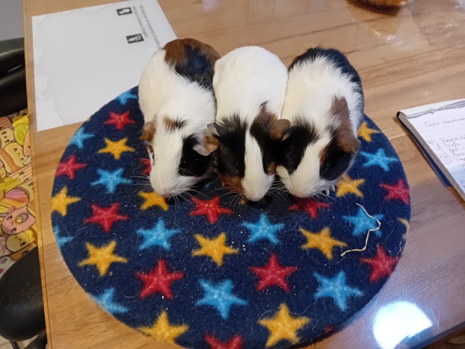 Cavia's te koop, Cavia, Mannelijk, Mei, Tam