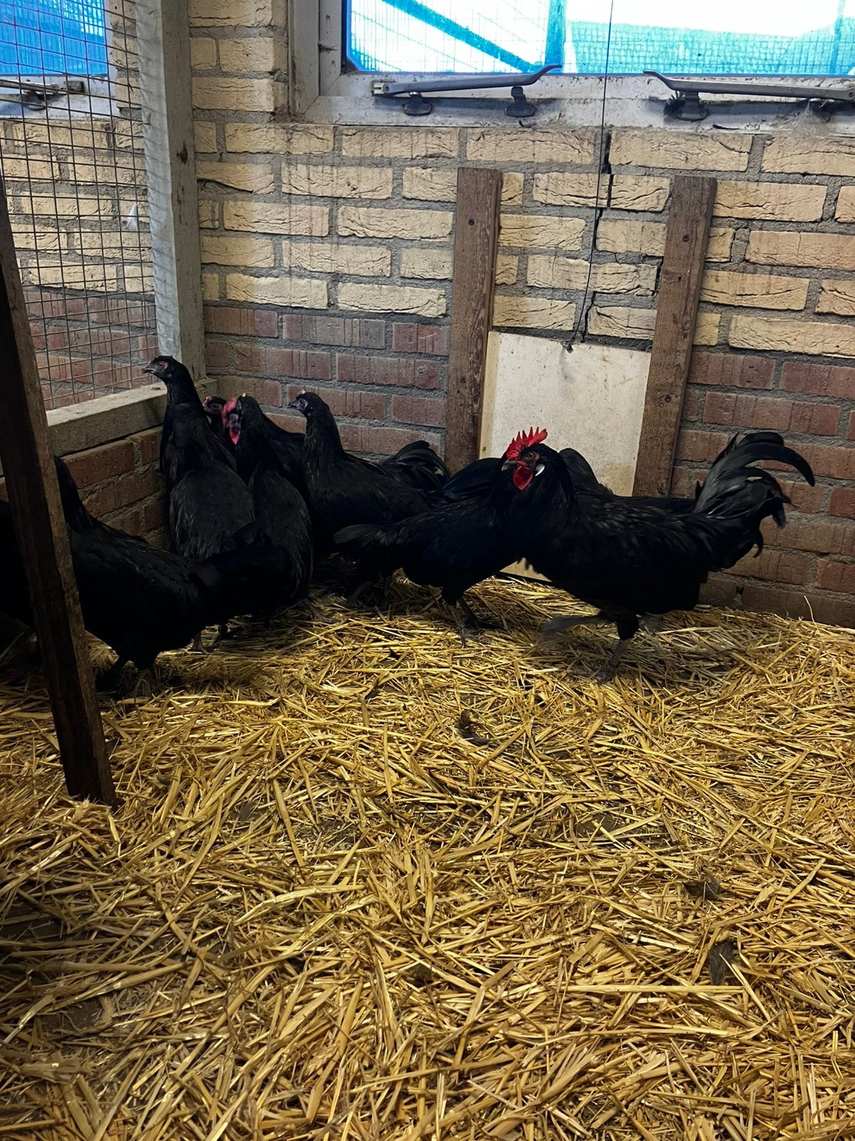 Friese kippen 4+1 Zwart, Dieren en Toebehoren, Meerdere dieren, Kip