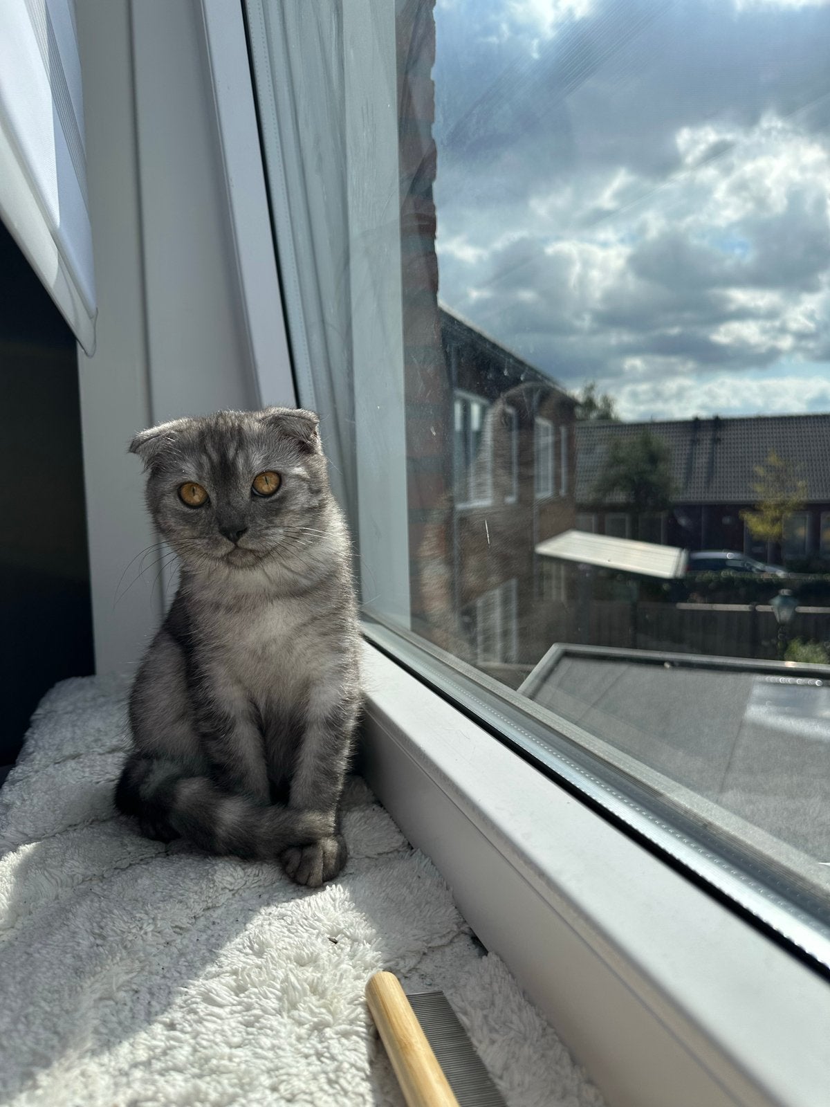 Britse korthaar Tekoop!, Dieren en Toebehoren, Poes, Kortharig, 0 tot 2 jaar