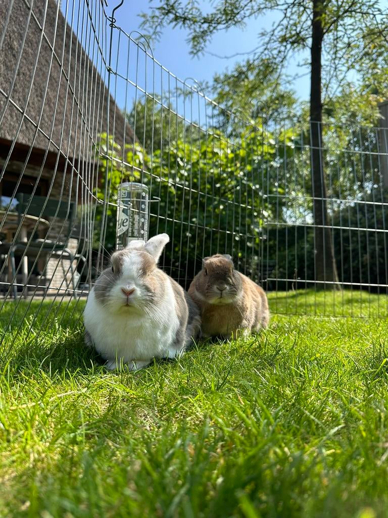 2 Konijnen, gevaccineerd, gesteriliseerd en gecastreerd, Dieren en Toebehoren, Konijnen, Meerdere dieren, Middelgroot, 6 tot 8 jaar