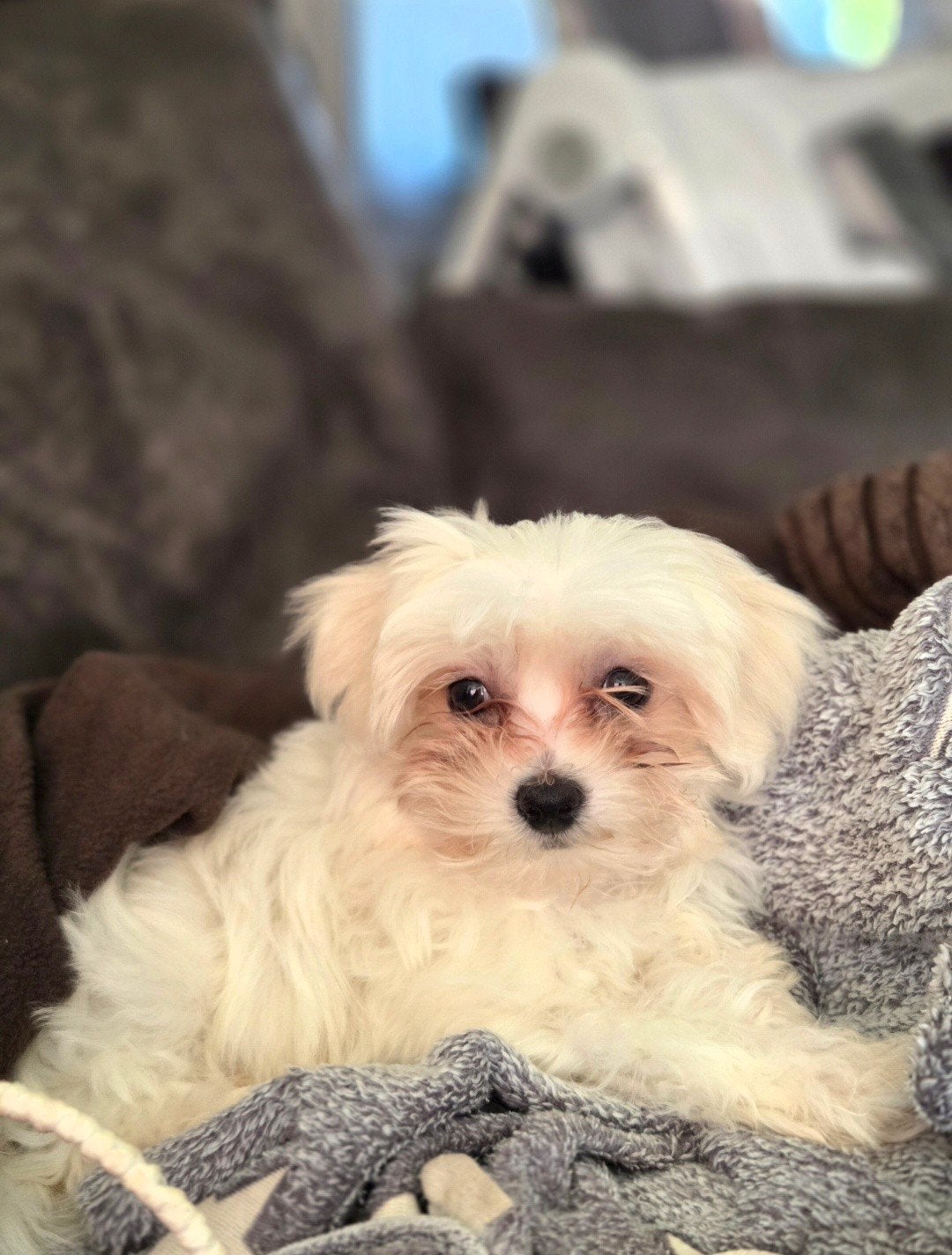 maltezer X toypoedel Maltipoo teef, 15 weken tot 1 jaar, Teef, Eén hond, Klein