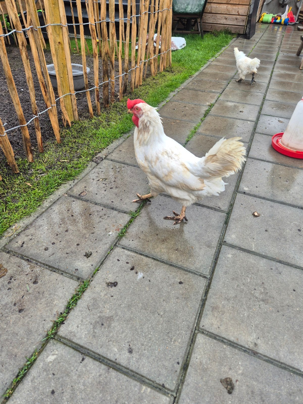 leghorn hennen   4 stuks, Vrouwelijk, Kip