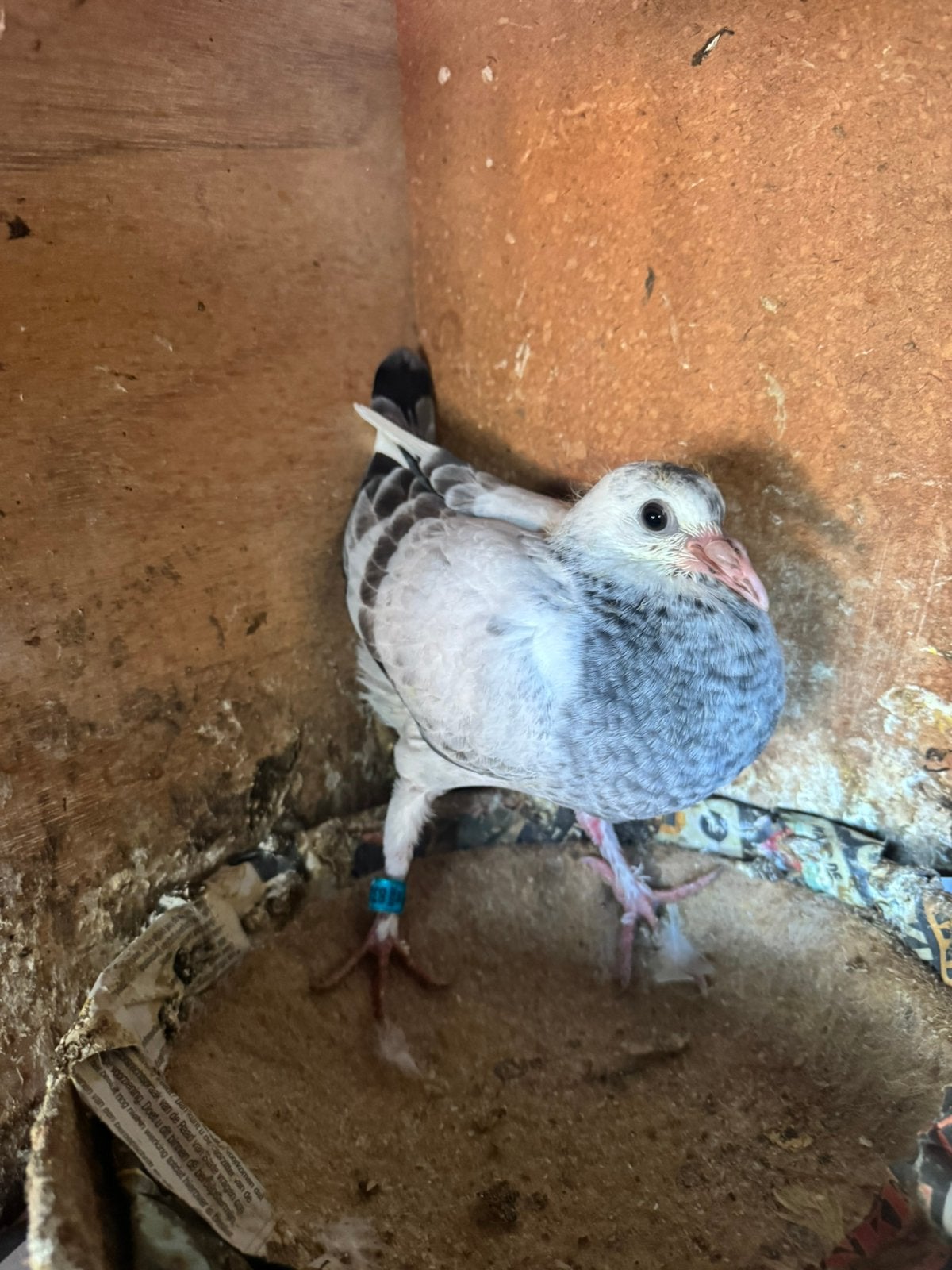 Jonge postduif, Dieren en Toebehoren, Vogels | Duiven, Mannelijk, Postduif