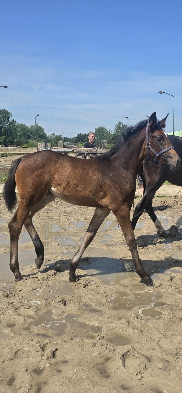 Dressuurtalent in aantocht., Dieren en Toebehoren, Paarden, Hengst, Dressuurpaard, 0 tot 2 jaar