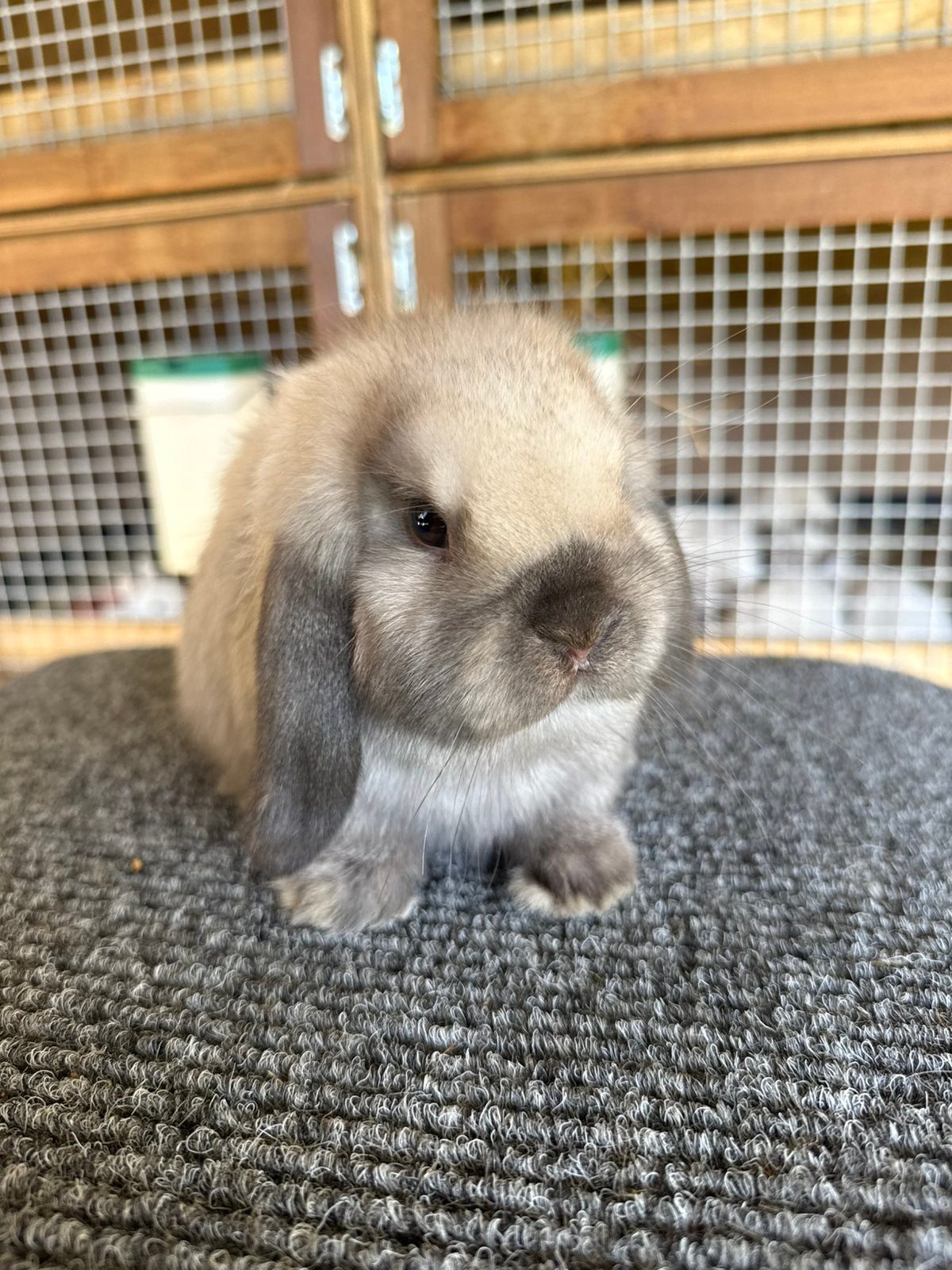 Lieve raszuivere minilop konijntjes, Meerdere dieren, Dwerg