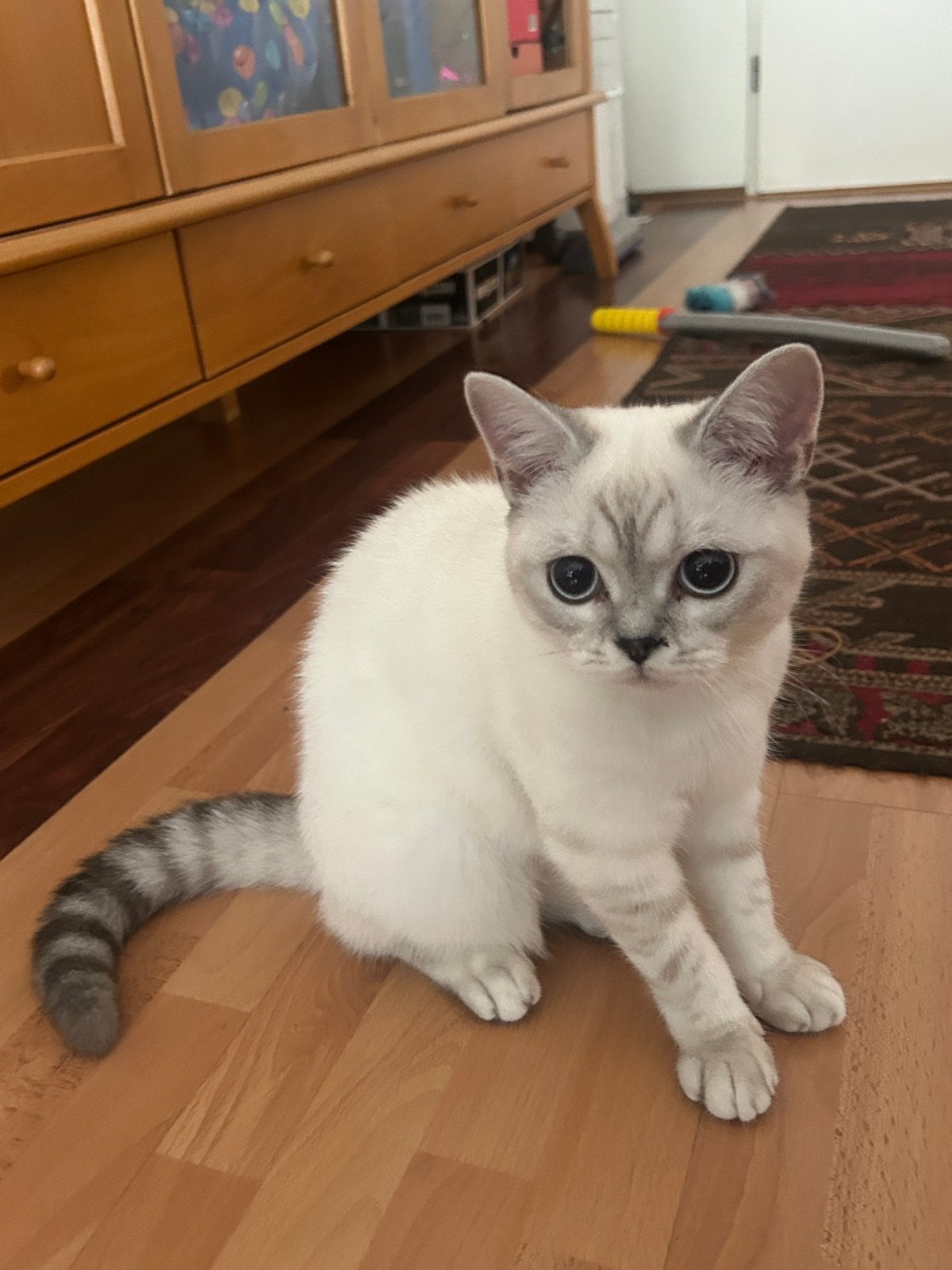 Britse korthaar   Mio, Poes