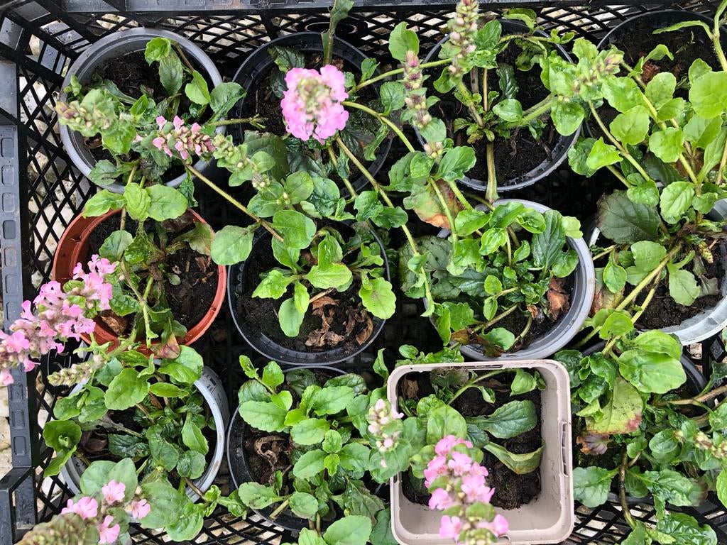 Tuinplanten 1 euro per stuk, Ophalen of Verzenden, Overige soorten, Volle zon