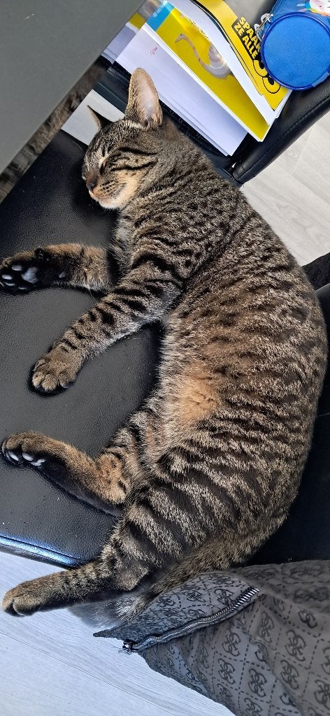 Jonge kater, Dieren en Toebehoren, Kater, Ontwormd, 0 tot 2 jaar