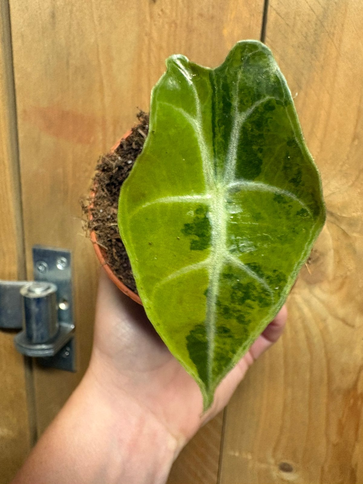 Alocasia amazonica polly variegata plant aurea yellow lime, Ophalen of Verzenden, Halfschaduw, Minder dan 100 cm