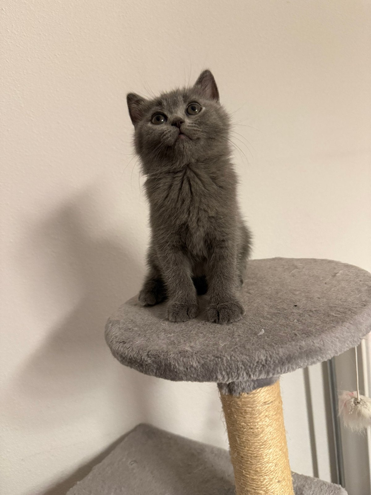 Super mooie britse korthaar kitten, Meerdere dieren, Gechipt