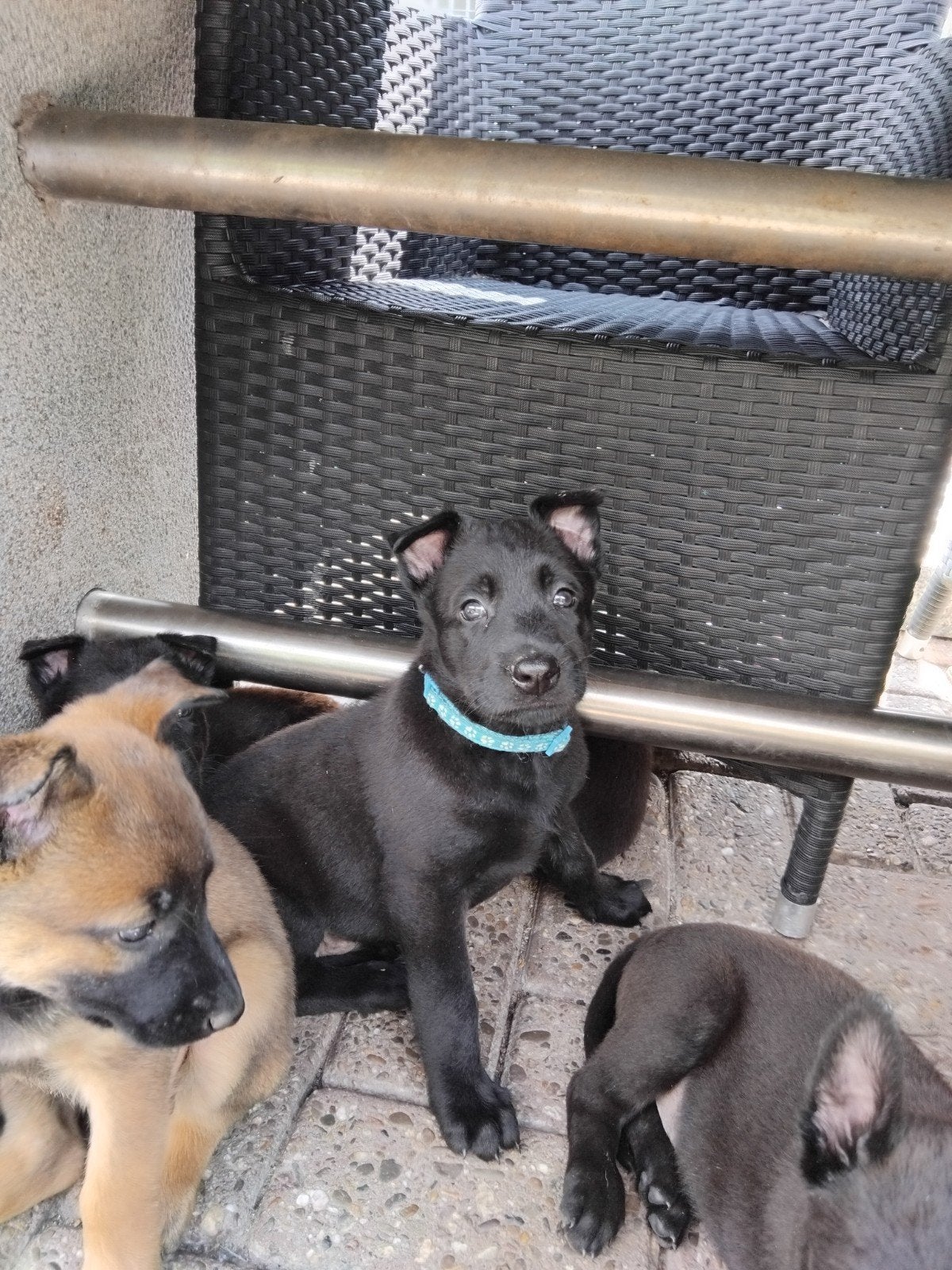 Mechelse herder pups, Parvo, 8 tot 15 weken, Meerdere, Meerdere dieren