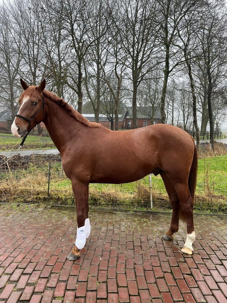 *nieuwe advertentie* Super knappe hengst!, Dieren en Toebehoren, Paarden, Hengst, 160 tot 165 cm, Dressuurpaard, 3 tot 6 jaar