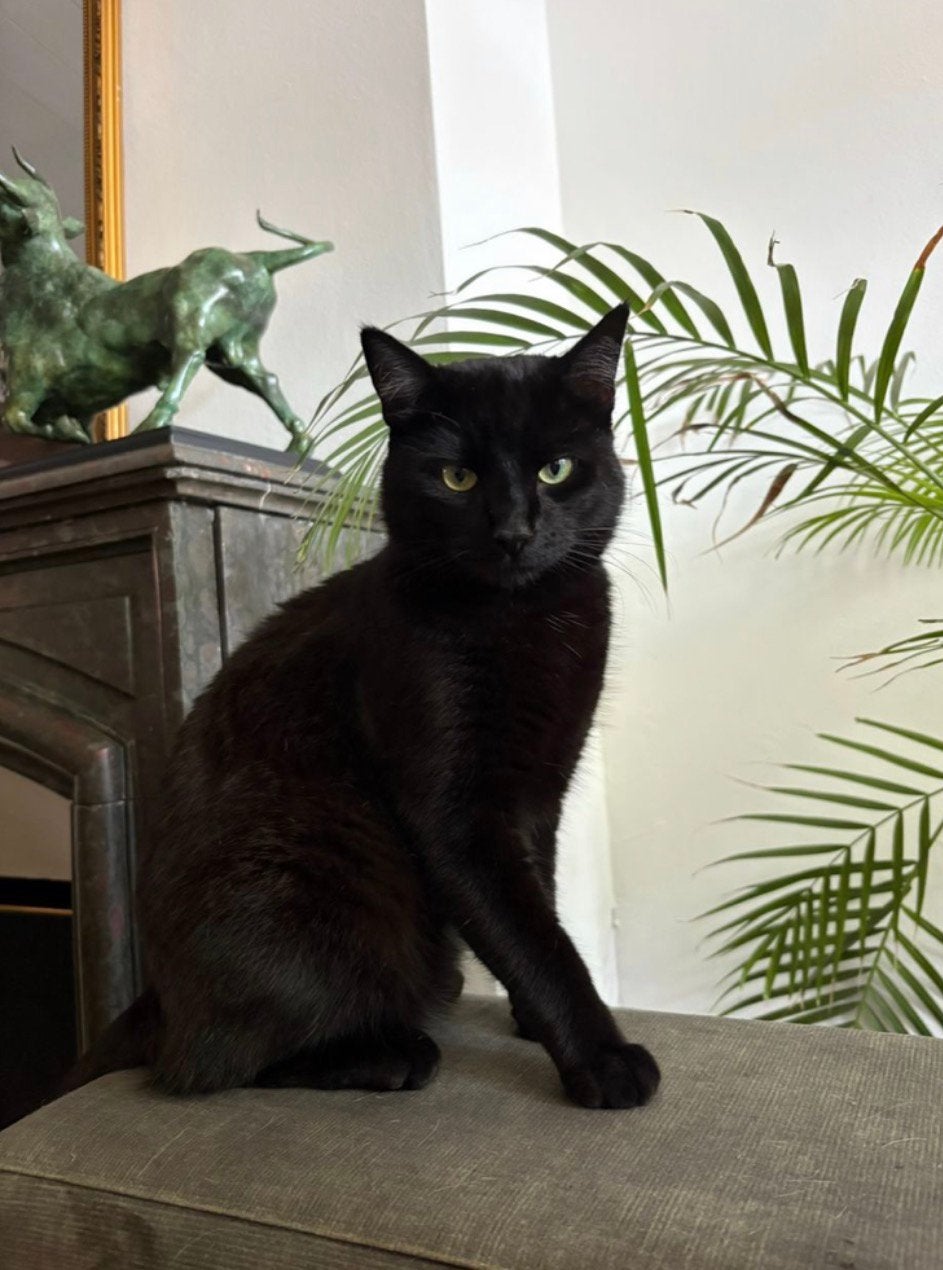 Vermist Gorinchem centrum, Kat