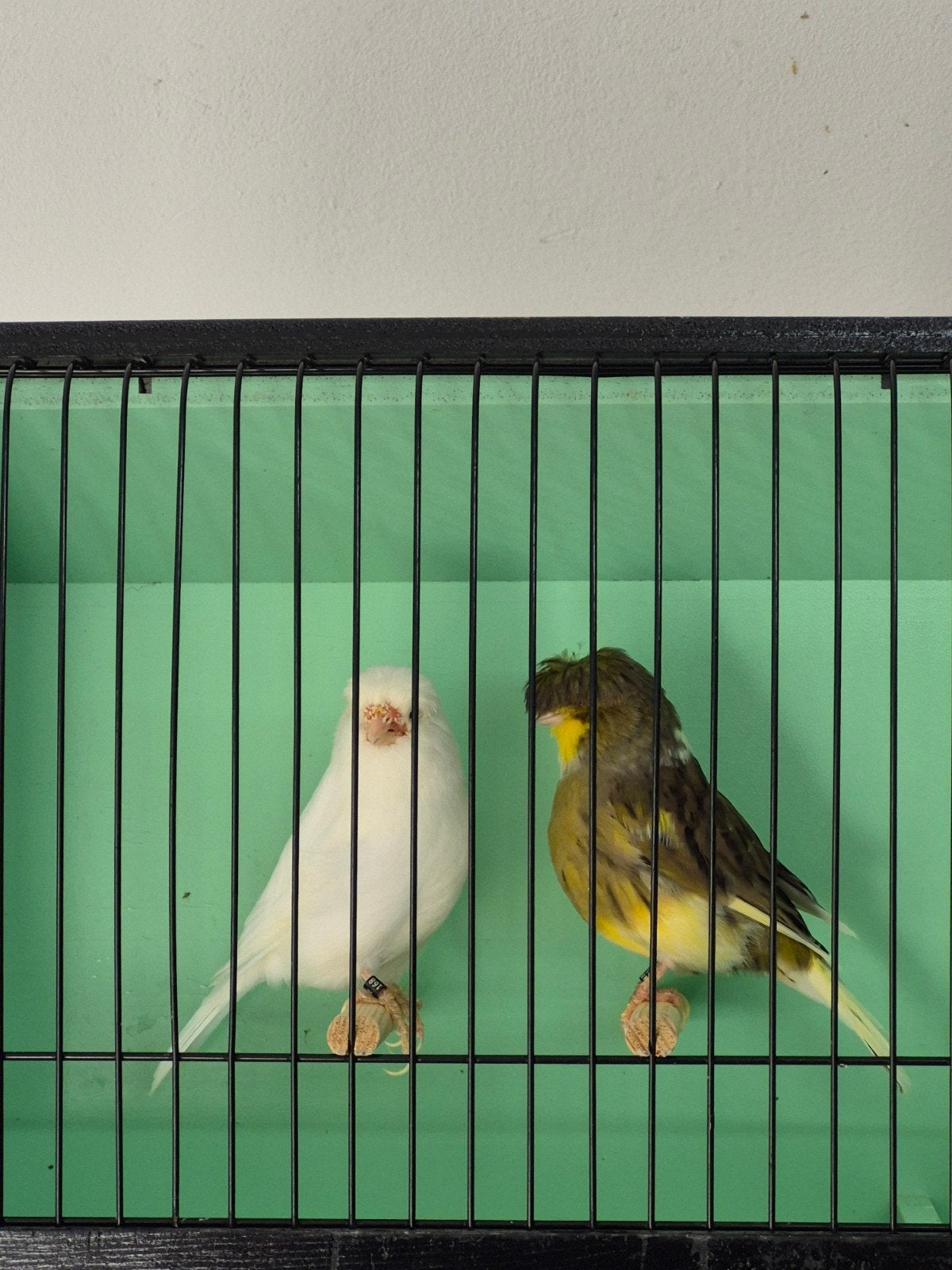 Koppel Glosters, Meerdere dieren, Postuurkanarie
