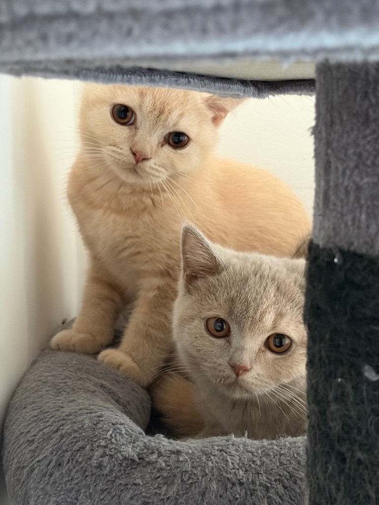 Britse Korthaar kittens te koop, Meerdere dieren, Gechipt, 0 tot 2 jaar