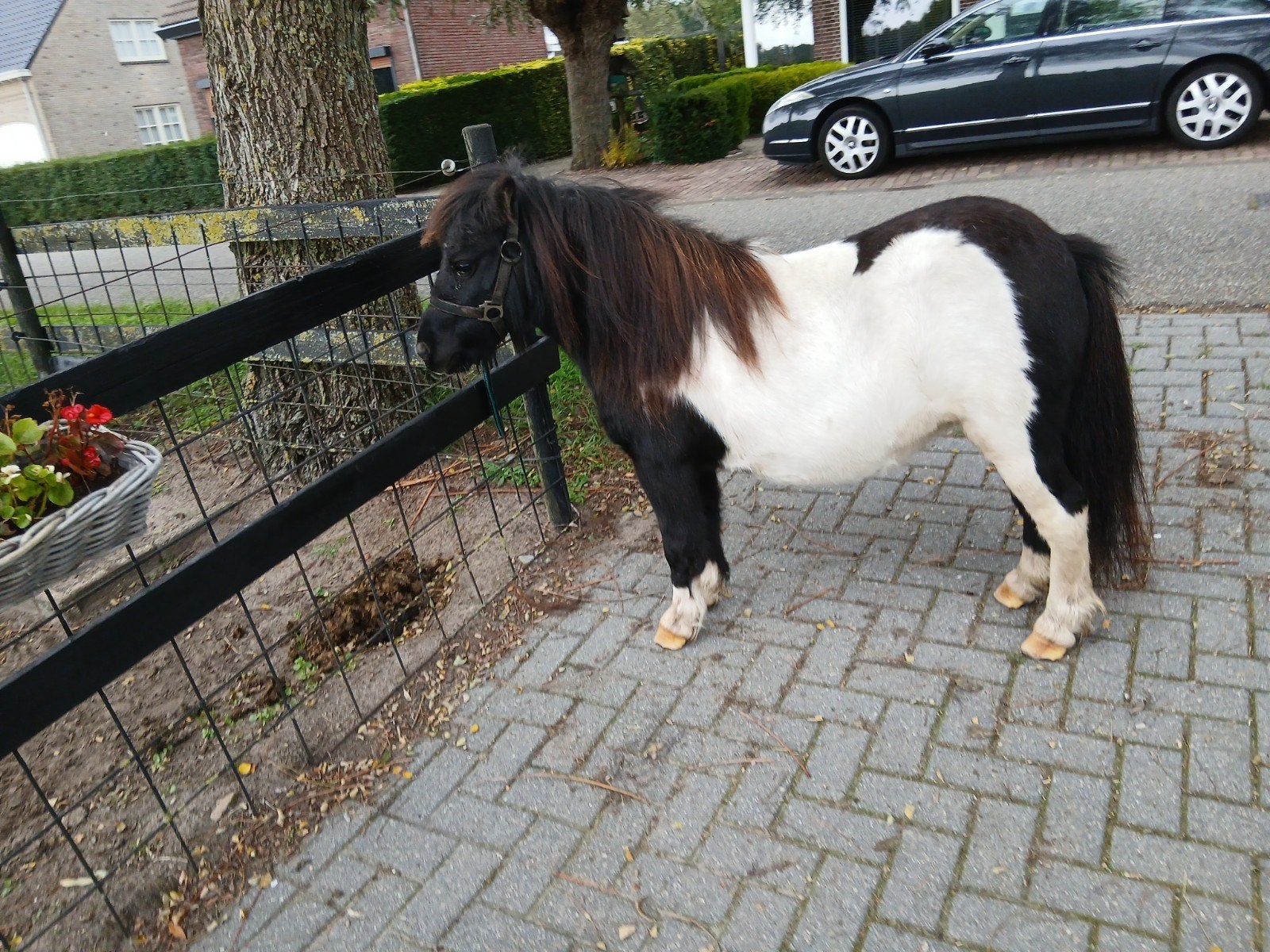 Prachtige zwartbonte shetlander merrie, Dieren en Toebehoren, Merrie, Niet van toepassing, A pony (tot 1.17m), 3 tot 6 jaar