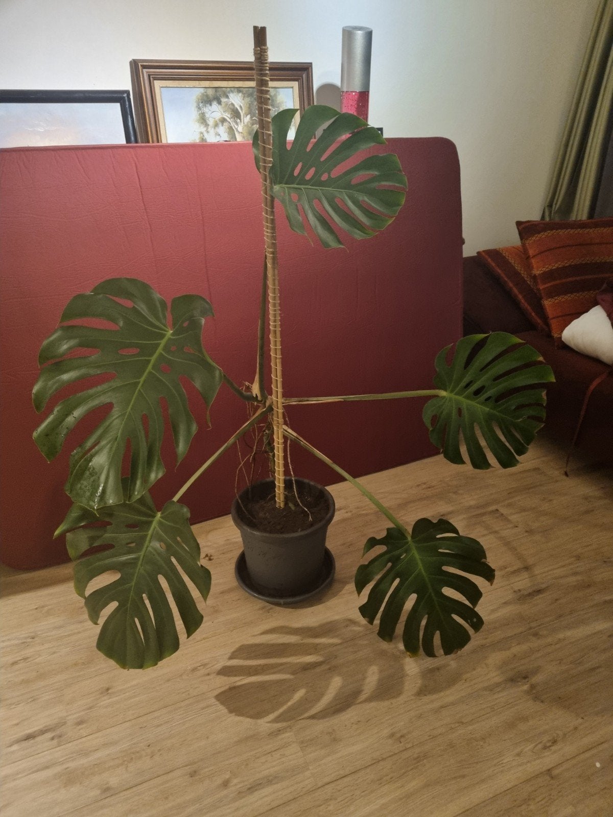 Grote Monstera Deliciosa - Prachtige Kamerplant, 100 tot 150 cm, Overige soorten, In pot, Groene kamerplant
