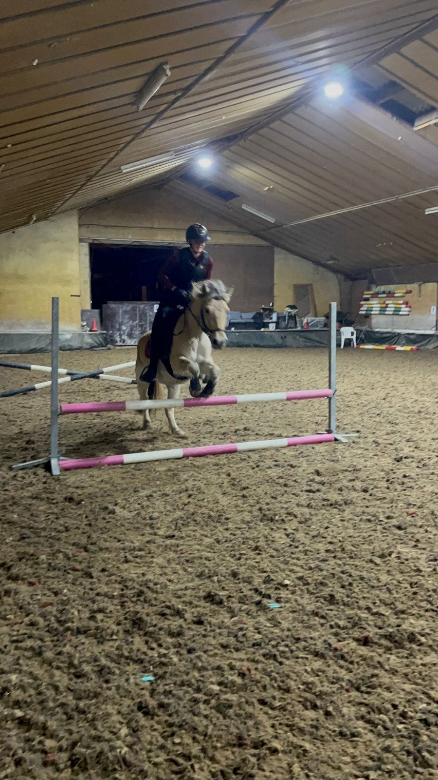 Dragende fjorden merrie 5 jaar betuigd en gereden, B, 3 tot 6 jaar, Recreatiepony, D pony (1.37m tot 1.48m)
