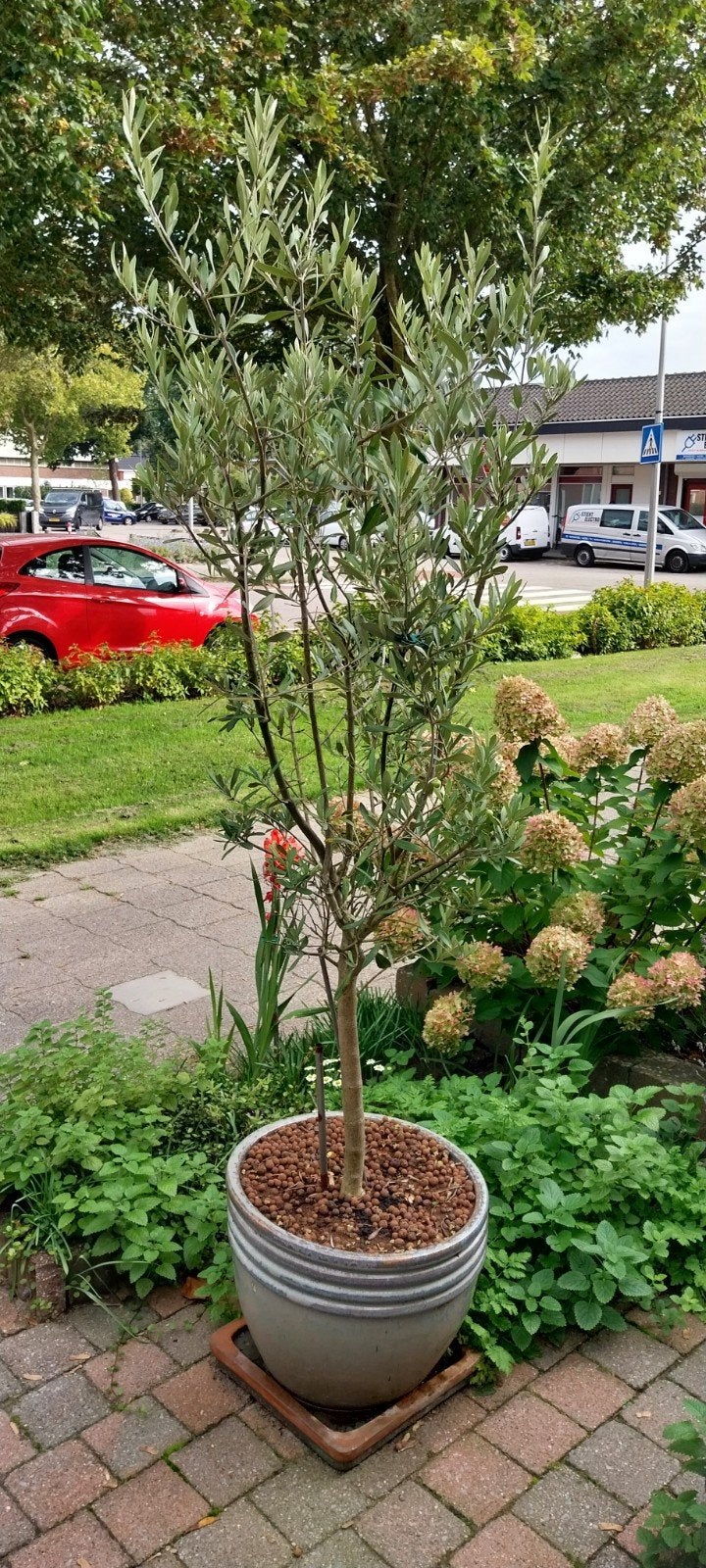 olijfboom met pot 3 jaar jong, 100 tot 250 cm, Olijfboom, Zomer, Ophalen