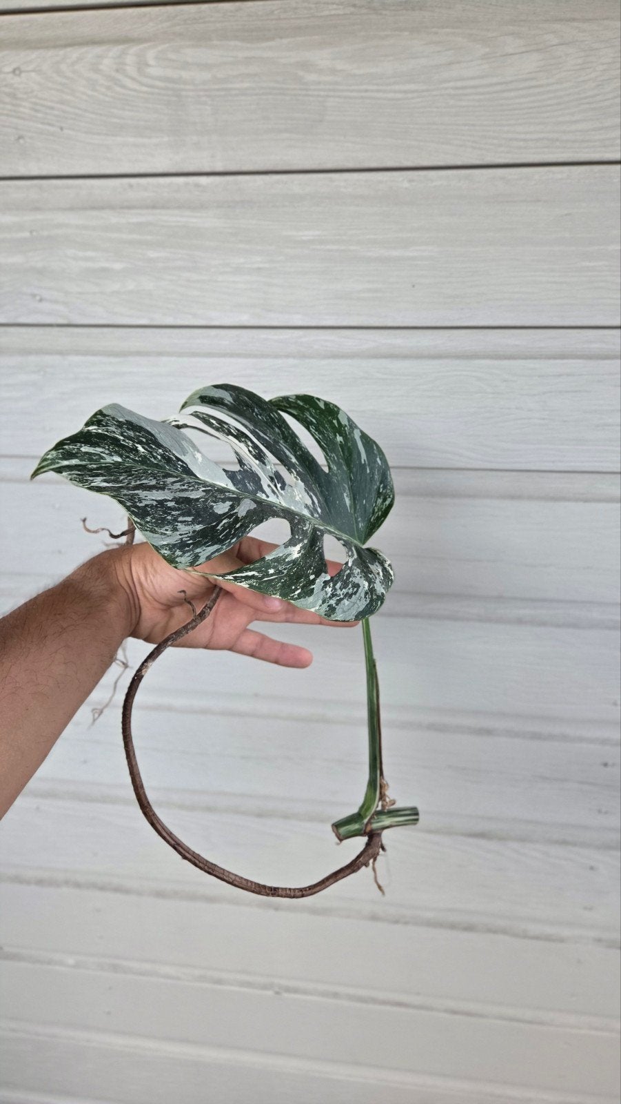 Monstera variegata, Huis en Inrichting, Kamerplanten, Ophalen of Verzenden, Halfschaduw, Minder dan 100 cm