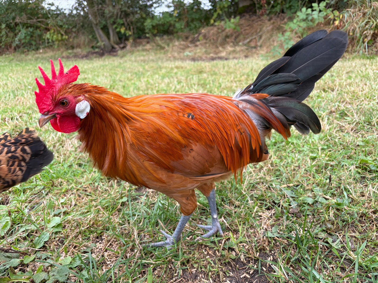 Friese hoenders - hanen aangeboden, Dieren en Toebehoren, Pluimvee, Mannelijk, Kip
