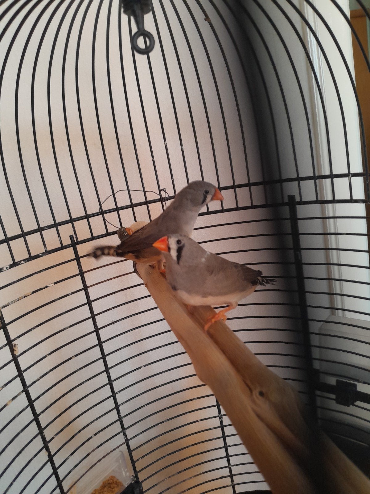 Vogelkooitjes met 3 zebravinken (paartje met 1 jong vrouwtje, Ophalen, Zo goed als nieuw, Metaal, Vogelkooi
