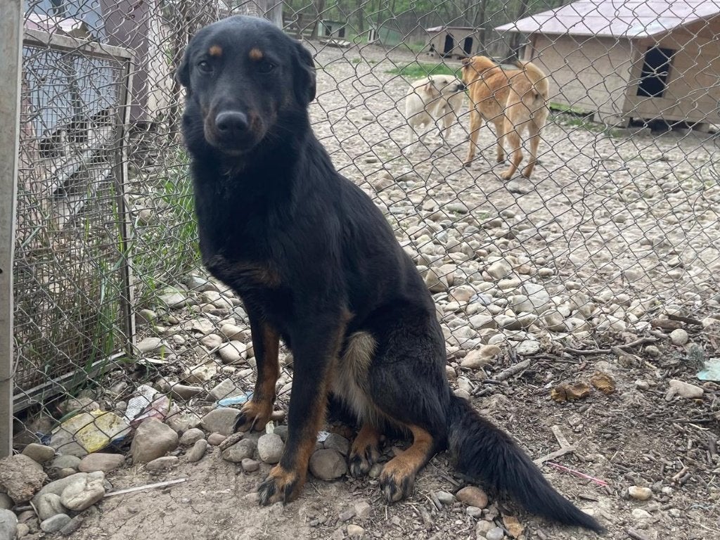 Amarah, een lieve, rustige, zachtaardige hond, Particulier, Buitenland, Teef, Eén hond
