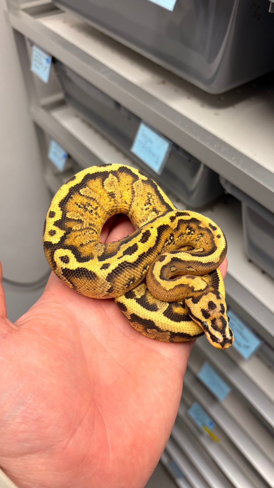 0.1 spotnose fire yellow belly 100% het clown ball python, Dieren en Toebehoren, Reptielen en Amfibieën, Slang, 0 tot 2 jaar