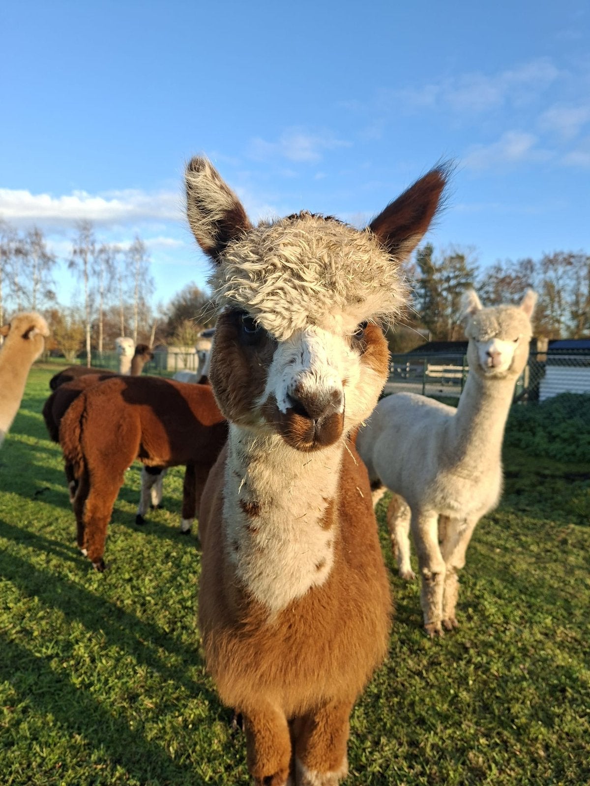 Jonge bonte alpaca merrie te koop – Maya, Juni, Vrouwelijk