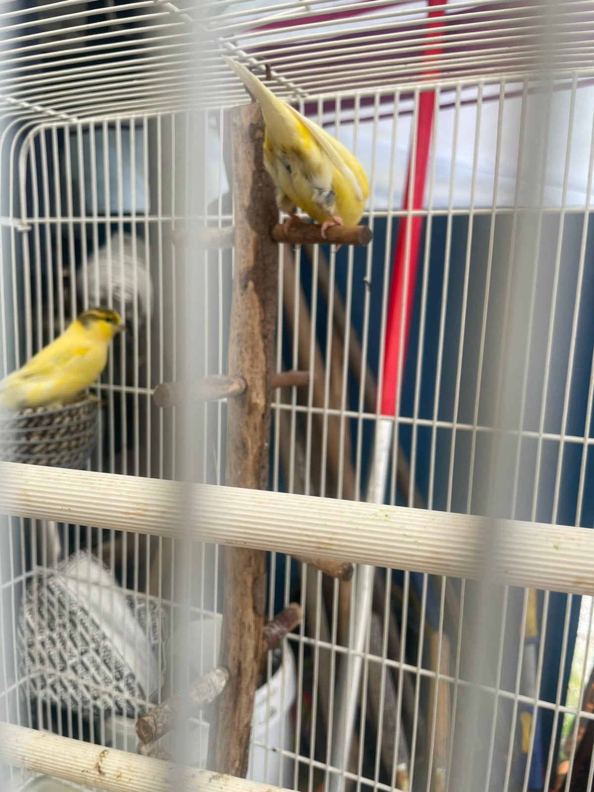 Kopple kanaries met eiren, Dieren en Toebehoren, Vogels | Kanaries, Mannelijk, Kleurkanarie