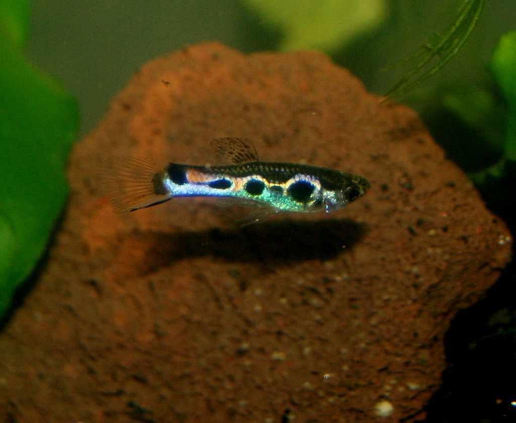 Endlers, Japanse Dwerg Guppen €1,-, Dieren en Toebehoren, Vis