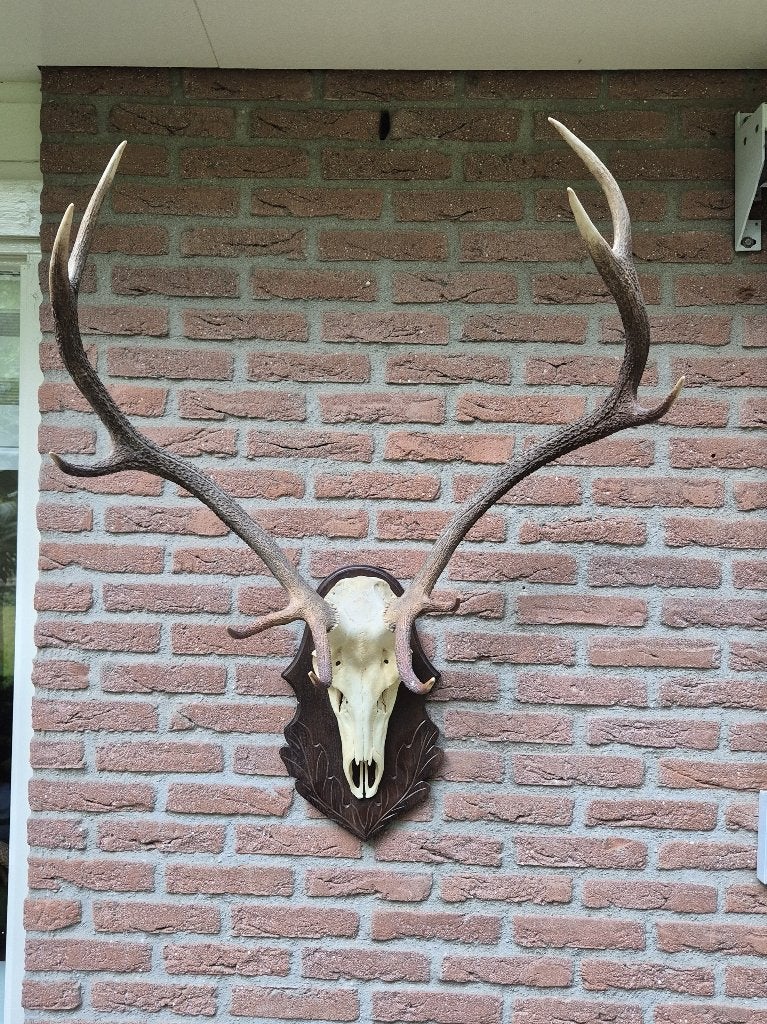 Prachtig groot edelhert gewei op donker gedecoreerd schild, Ophalen, Zo goed als nieuw, Hert, Gewei of Kop