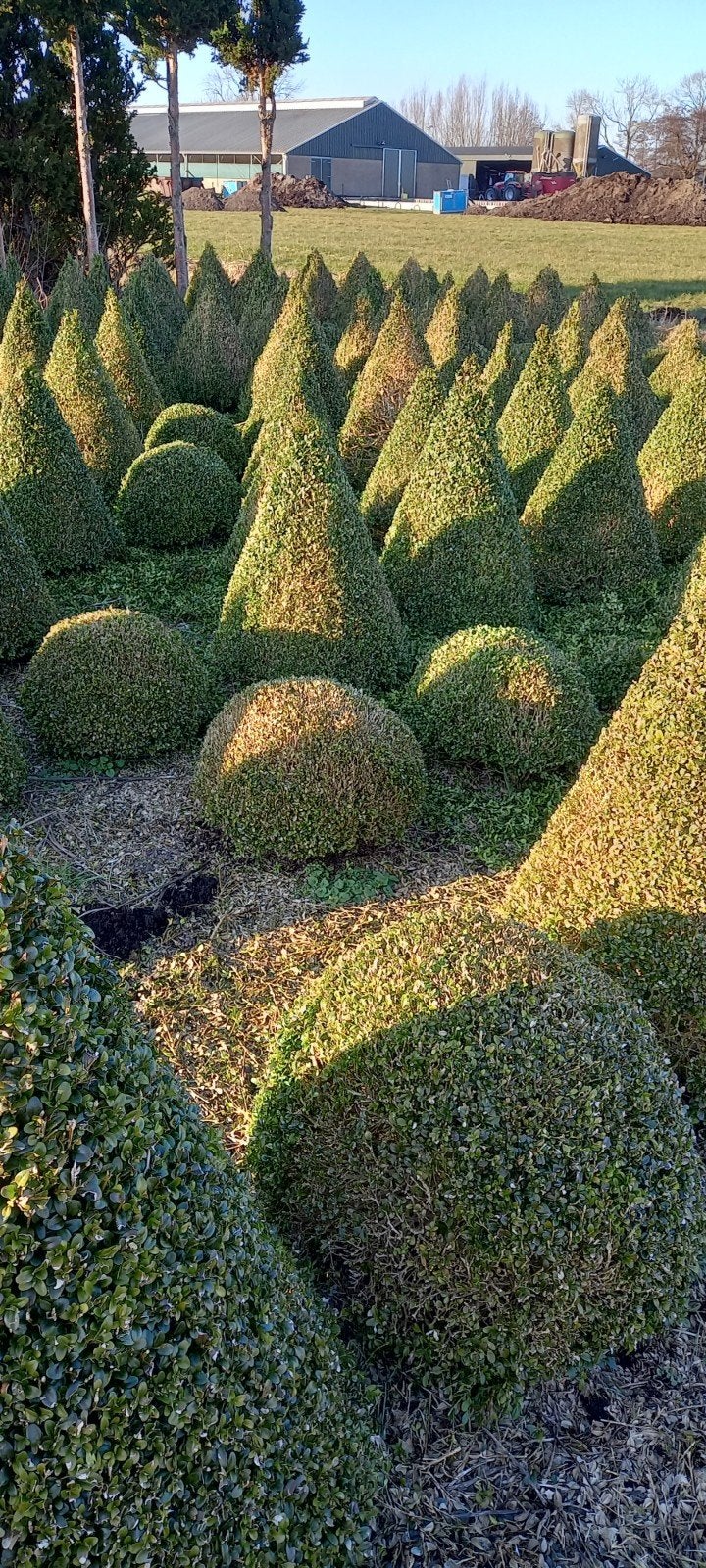buxus, Ophalen, Minder dan 10 m²