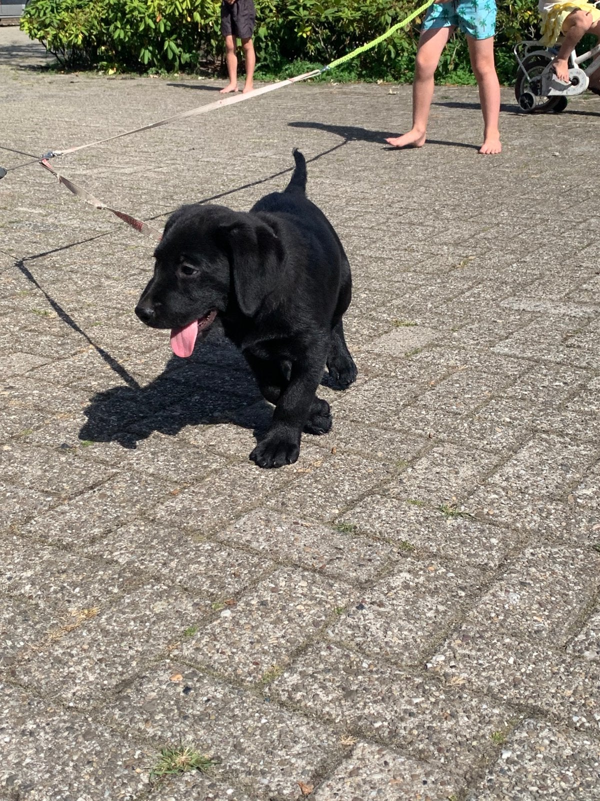 zwarte reu pup. Ouders stamboom., Parvo, 8 tot 15 weken, Labrador retriever, Meerdere