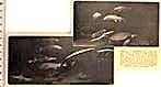Artis 1912; 2 x in het aquarium te amsterdam, Verzenden, Voor 1940, Gebruikt, Dier