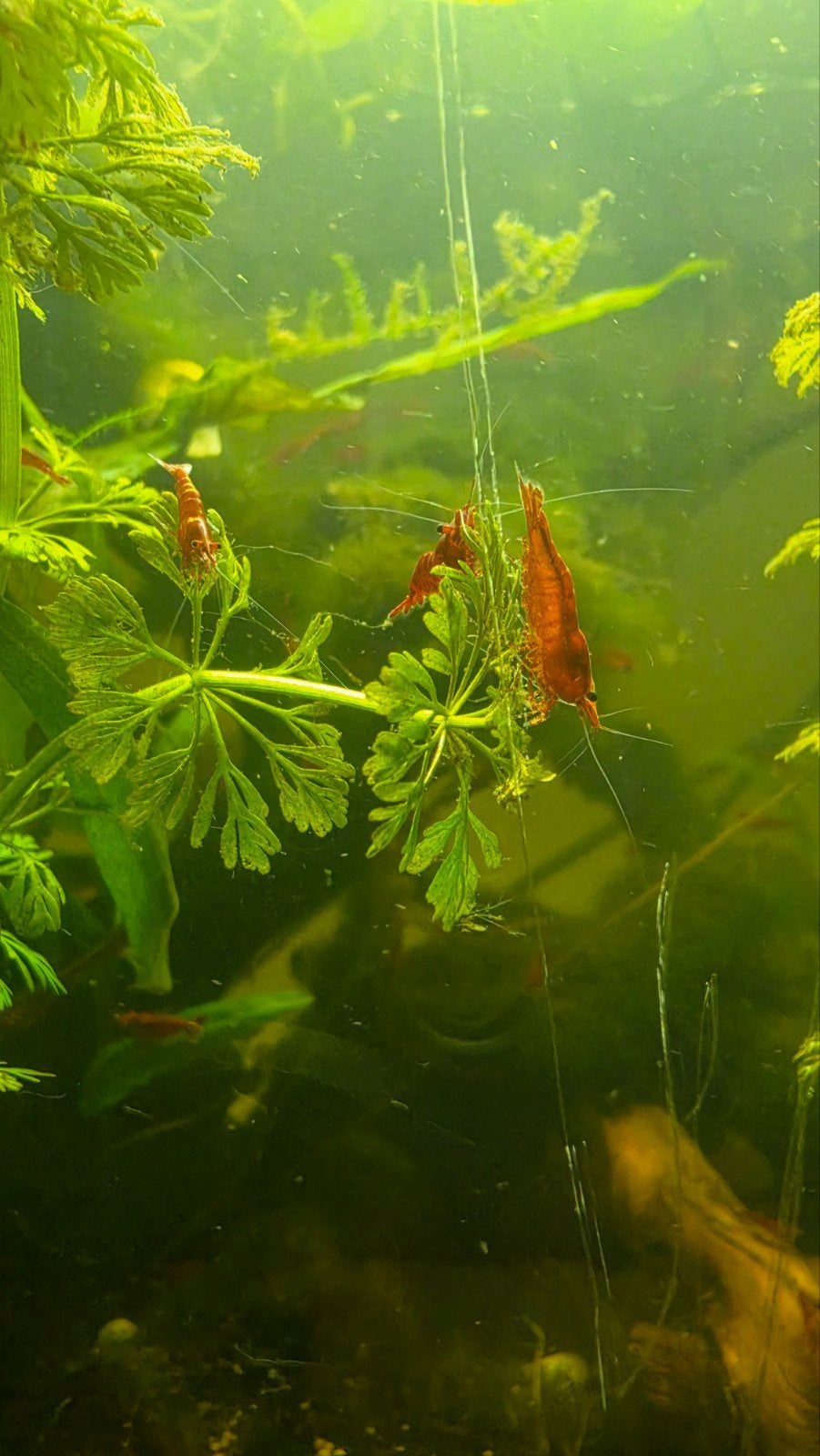 Rode Neocaridina garnalen te koop, Kreeft, Krab of Garnaal