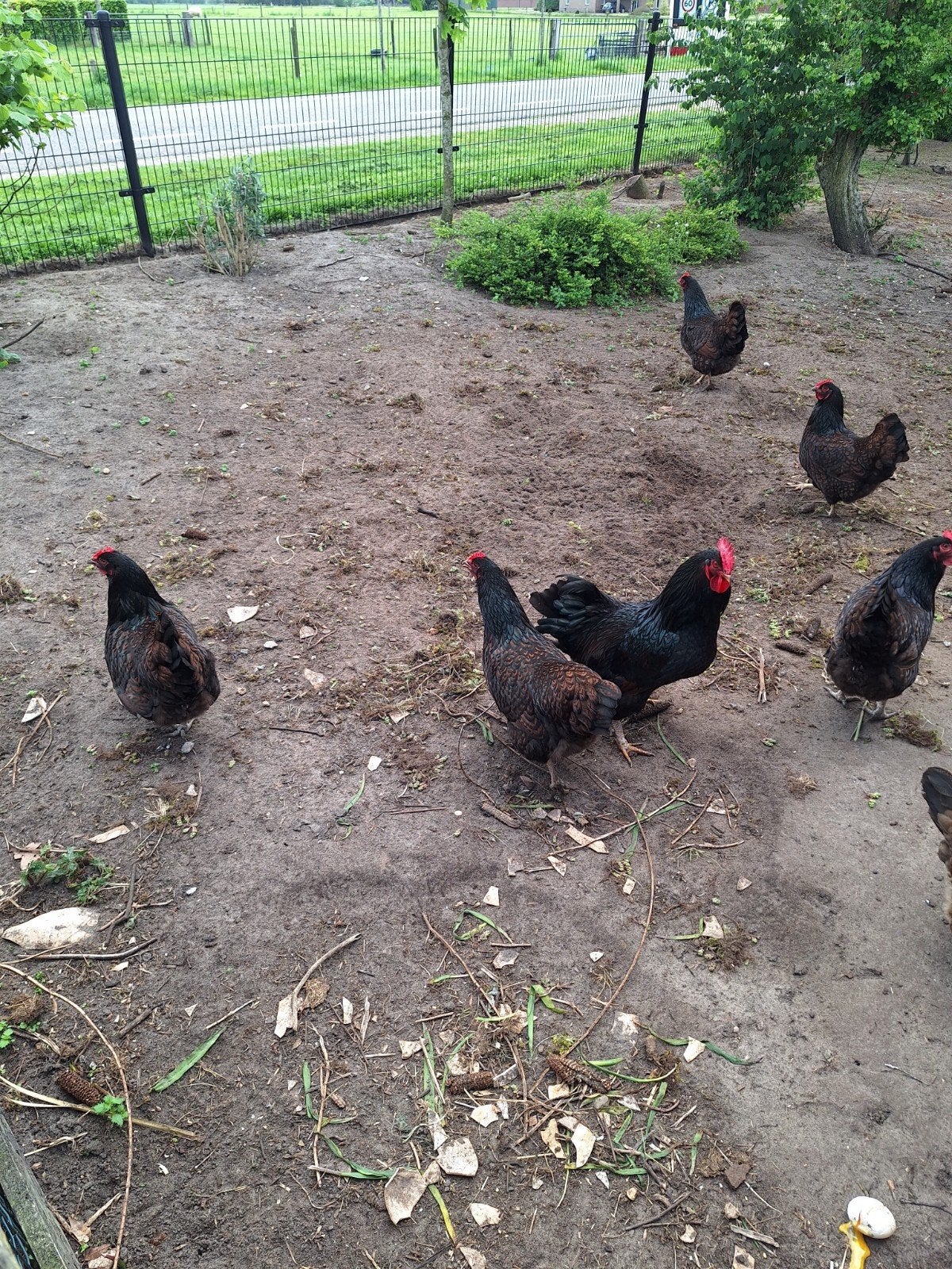 Broedeieren  Barnevelder, Dieren en Toebehoren, Pluimvee, Geslacht onbekend, Kip