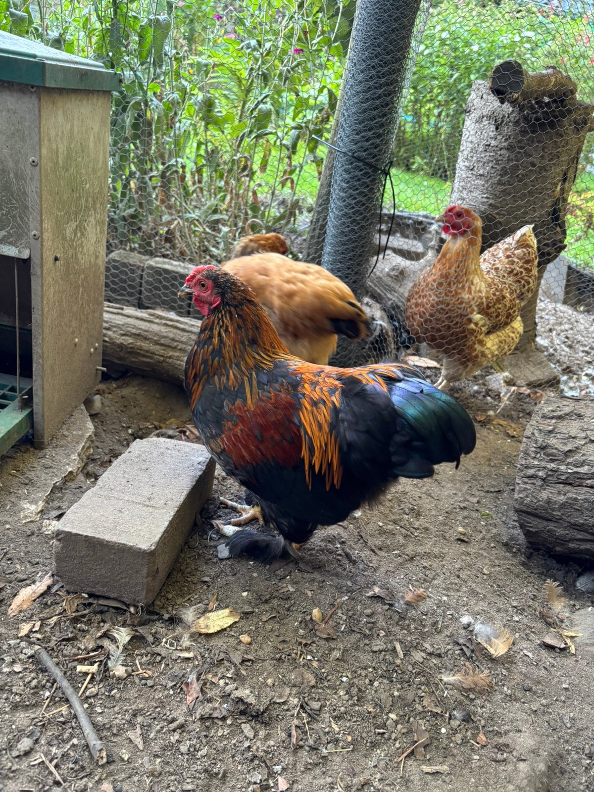Twee haantjes, Dieren en Toebehoren, Pluimvee, Mannelijk, Kip