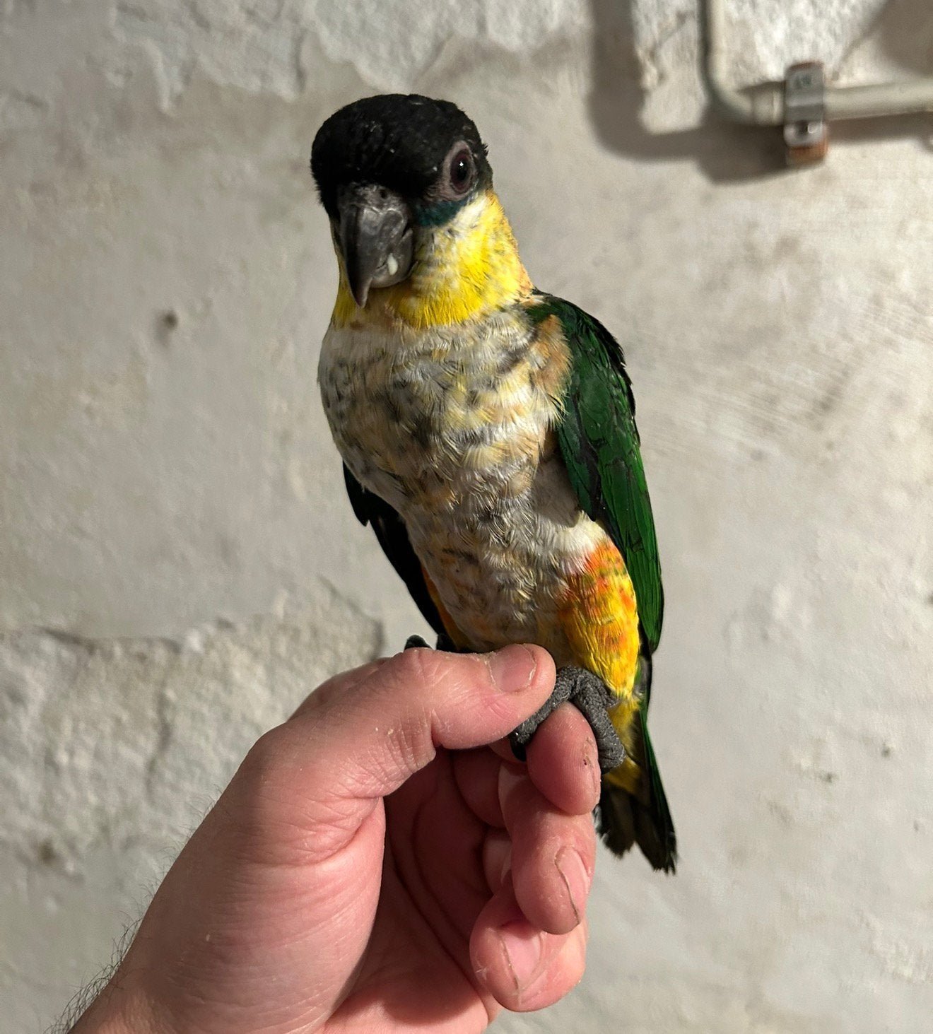 Tamme jonge zwartkop caiques 2026, Dieren en Toebehoren, Vogels | Parkieten en Papegaaien, Papegaai, Tam