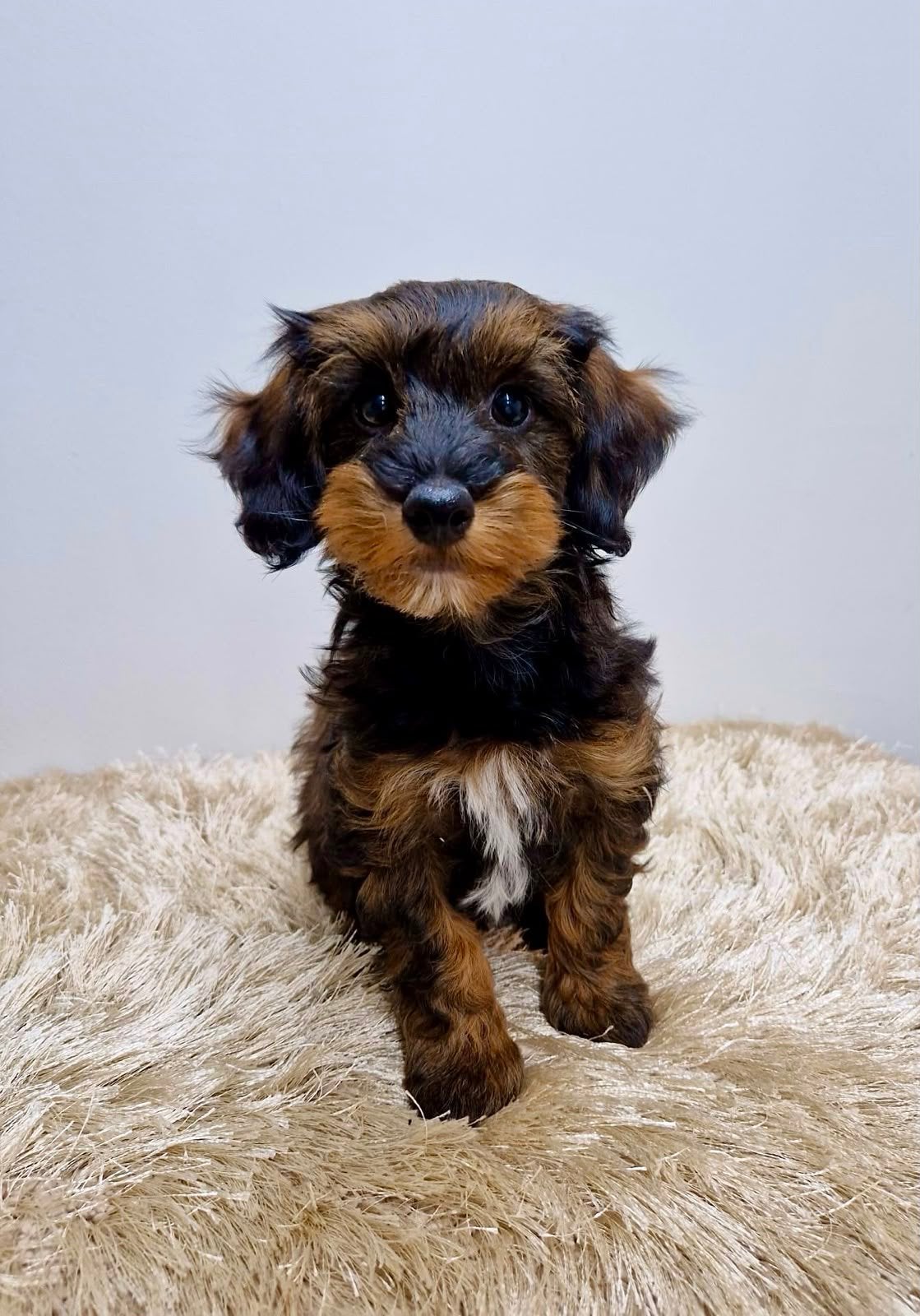 Leuke teckel x boomer pups, Parvo, Nederland, Overige rassen, 8 tot 15 weken