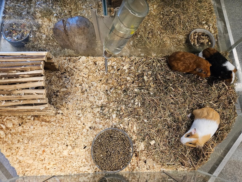 Mus porcellus Cavia, Dieren en Toebehoren, Januari, Meerdere dieren, Cavia