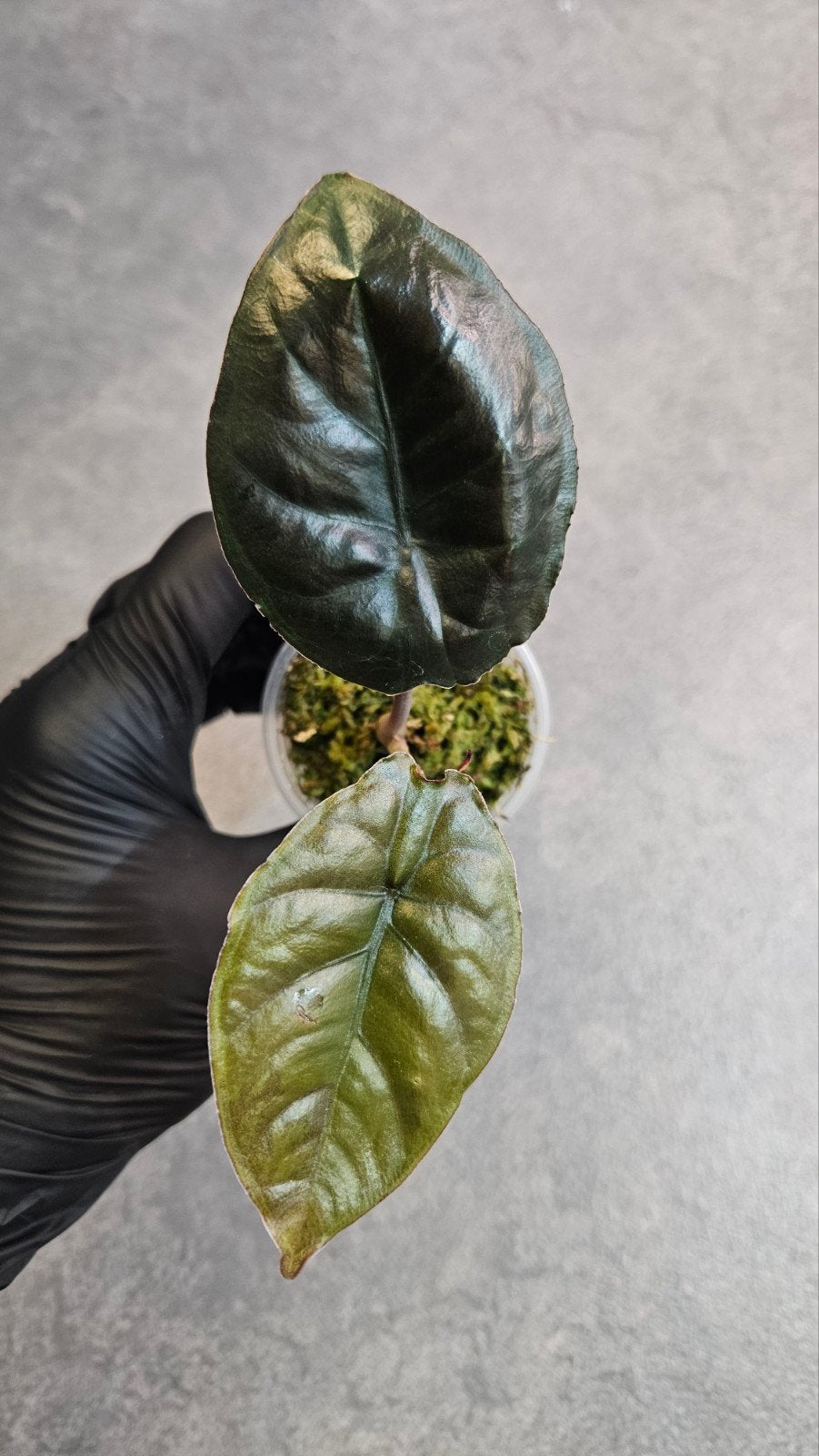 Alocasia Infernalis Kapit Black Magic, Ophalen of Verzenden, Halfschaduw, Minder dan 100 cm