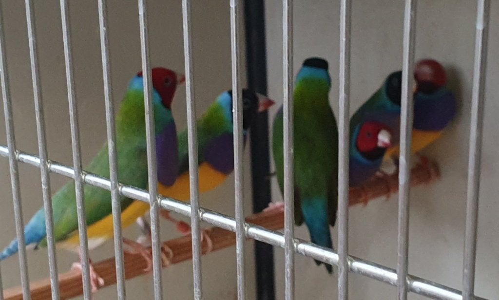 Gouldamadine mannen te koop, Dieren en Toebehoren, Vogels | Overige Vogels, Mannelijk, Tropenvogel, Geringd