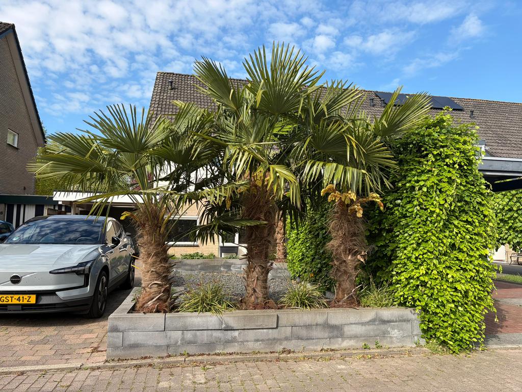 5 grote winterharde palmbomen (Trachycarpus Fortunei), Tuin en Terras, Planten | Bomen, Bloeit niet, 100 tot 250 cm, Palmboom