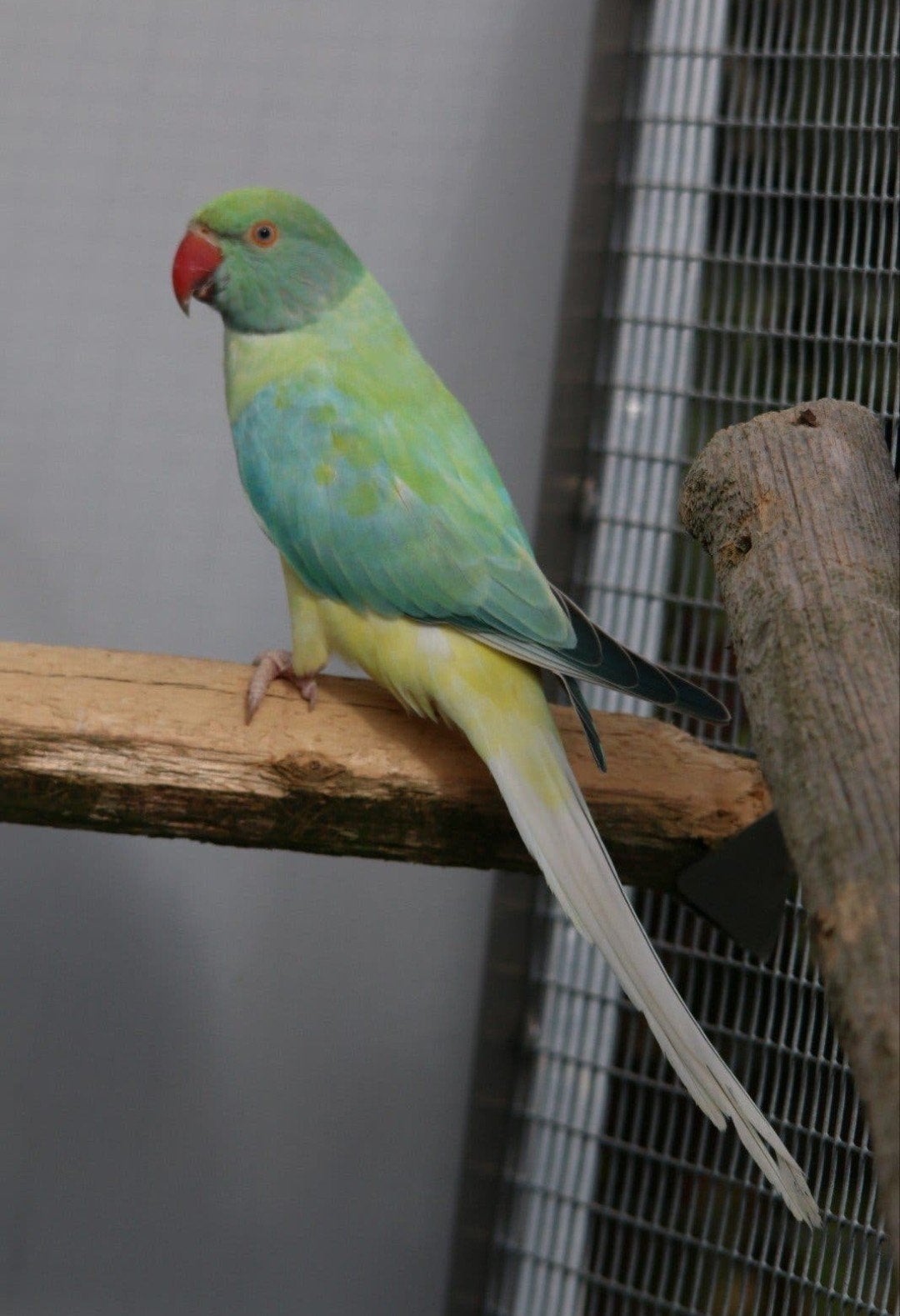Halsbandparkiet Opaline Bleekstaart Turquoise pop 2026, Vrouwelijk, Parkiet, Geringd