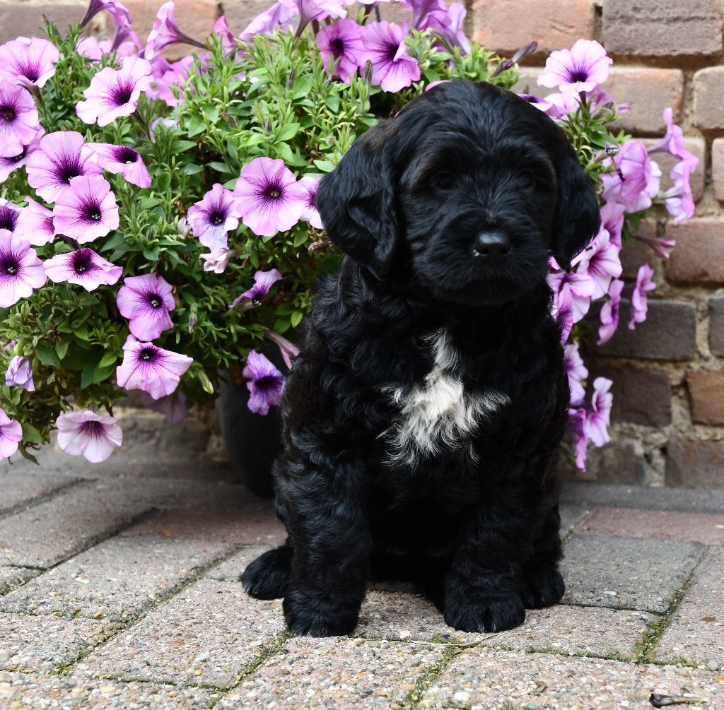 Super mooie Australian Labradoodle pups uit geteste ouders, Nederland, Overige rassen, CDV (hondenziekte), 8 tot 15 weken
