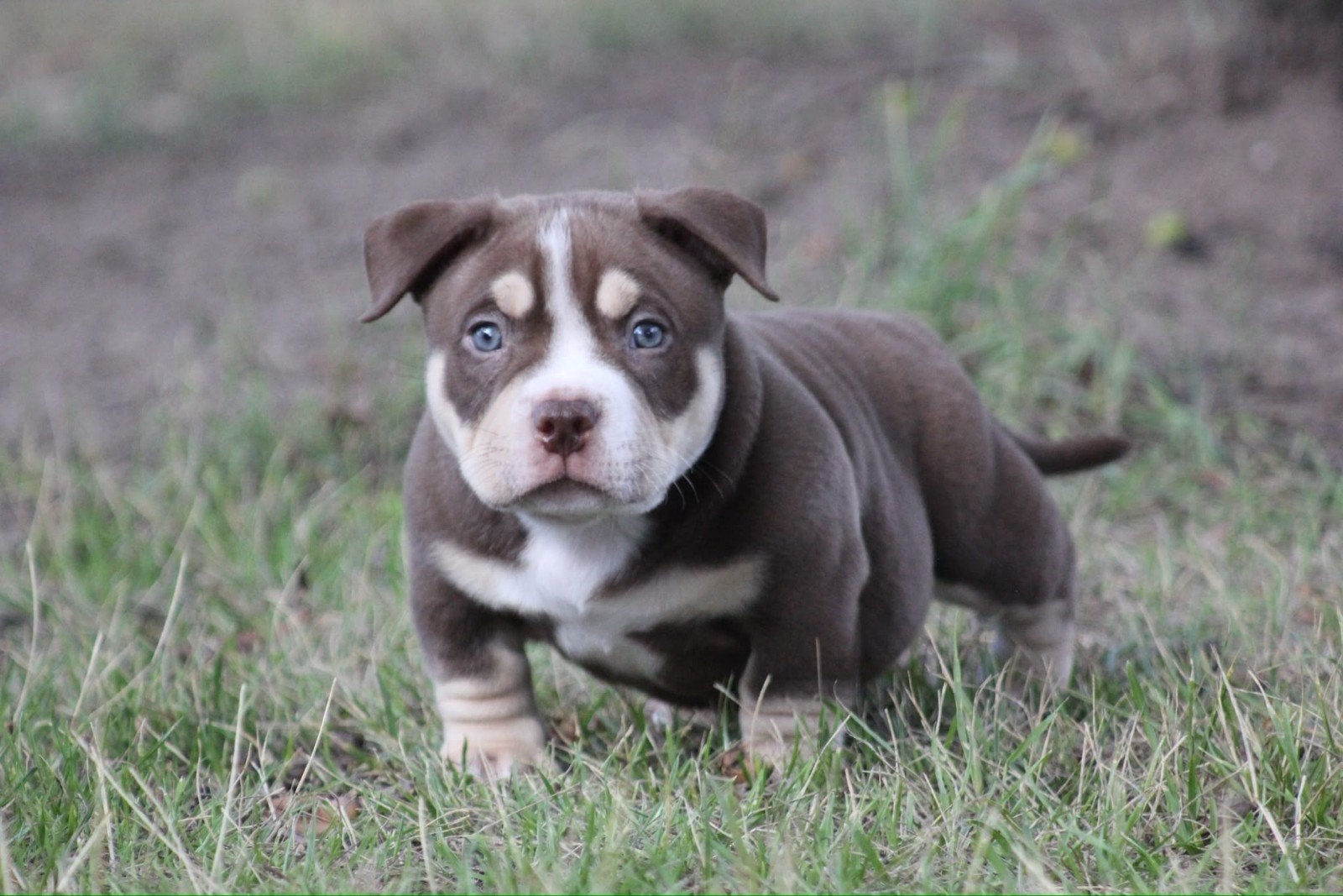 american bully pups met ABKC stamboom, Dieren en Toebehoren, Honden | Bulldogs, Pinschers en Molossers, Overige rassen, 8 tot 15 weken