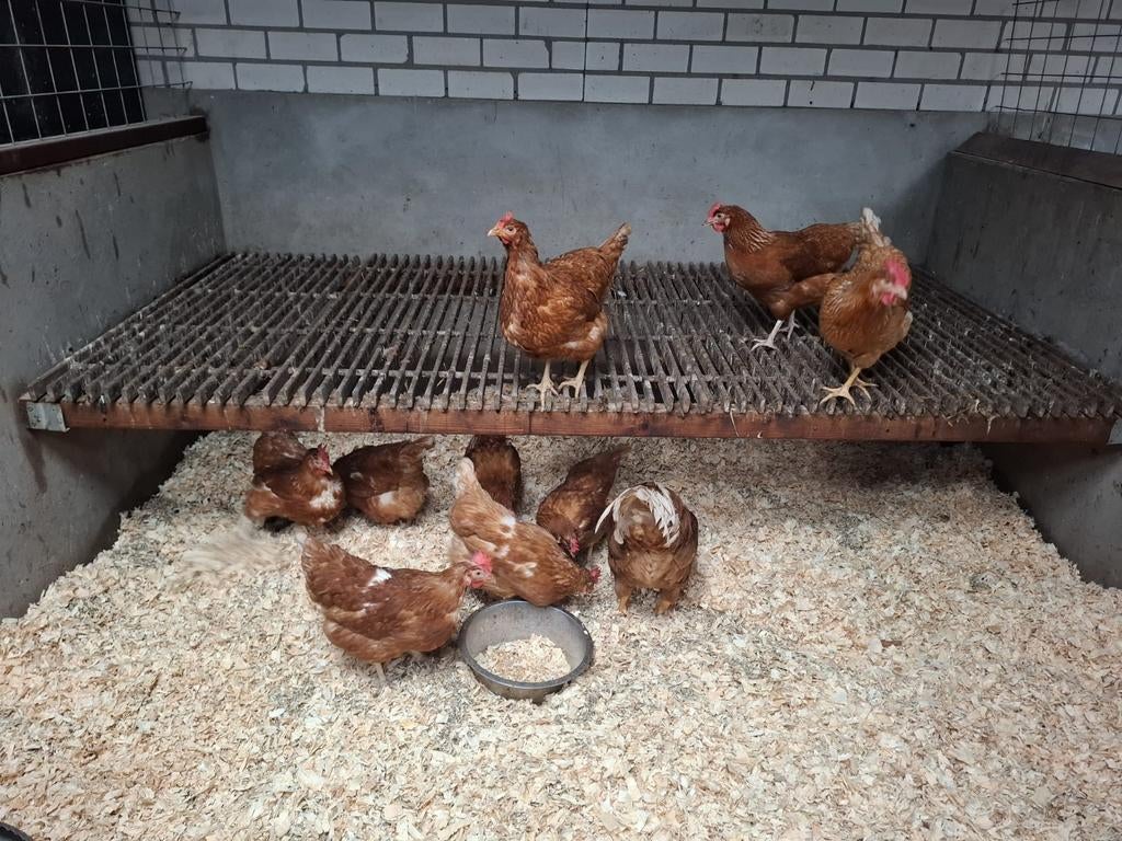 Broedeieren legkippen/ leghennen, Dieren en Toebehoren, Pluimvee, Vrouwelijk, Kip