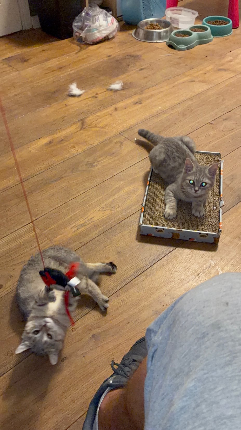 British Shorthair Tabby Kittens 10 weeken, Dieren en Toebehoren, Meerdere dieren, Ontwormd, 6 jaar of ouder