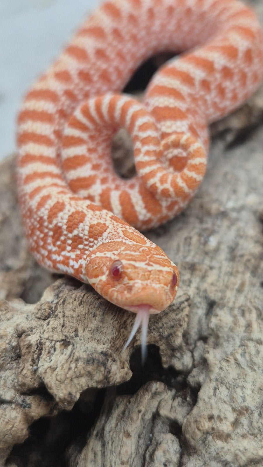 Exred albino haakneusslang Hognose Snake photo 6